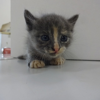 おとなしくて可愛い子猫の里親募集！