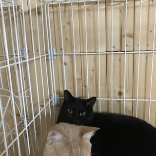 甘えん坊の黒猫ちゃん里親募集！