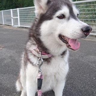 近場で里親募集。多数応募で一旦募集を終了します。