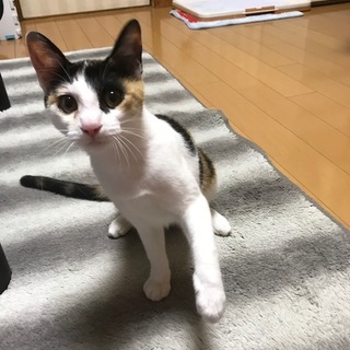 可愛い三毛ちゃん4か月★留守番可