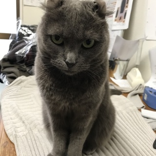 大人しくて人見知りなアメリカンカール