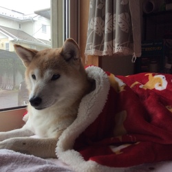 葵さん゜゜(´O｀)°゜足を痛めて。。②