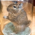 素敵な里親さんが見つかりましたm(_ _)m