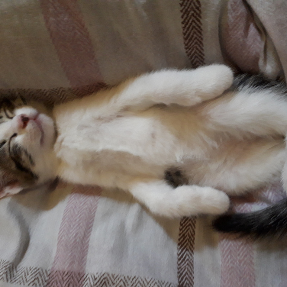 ふくのカバー写真