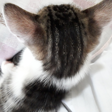 頭にネコマーク ?!