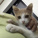 きなこ、里親さま決定！ありがとうございました♡
