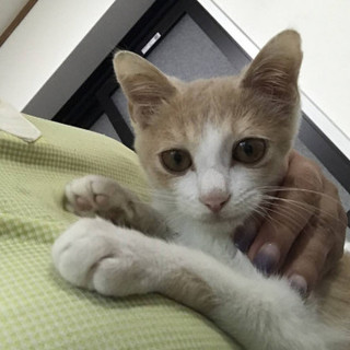きなこ、里親さま決定！ありがとうございました♡