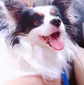 パピヨン（血統書有）　♂　横浜市在住の里親さん募集