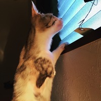 Phoebe (フィービー)