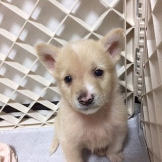 オス 397里親募集中です！