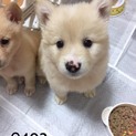 メス 402里親募集中です！