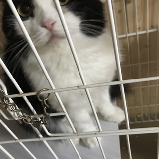 産まれる確率低いすこちゃん！