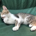 出生日から保護中の仔猫ちゃん2匹の里親さんを募集！