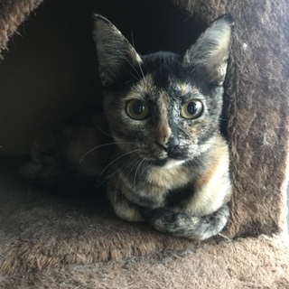 ☆神秘的なサビ猫☆仮名はなび☆