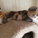 耳垂れスコティッシュ