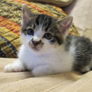 1か月のサバトラ君