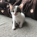 4匹の子猫の里親募集
