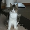 しょうごおっかあ