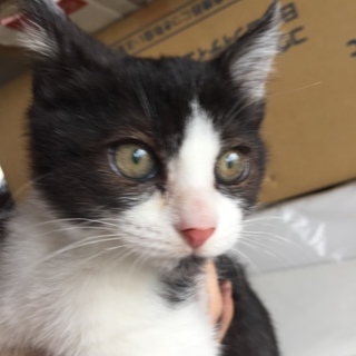 親からはぐれた子猫！甘えん坊です！