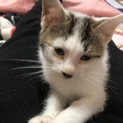 保護した子猫