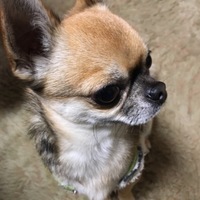 蘭丸