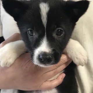 ♂417 里親募集です！