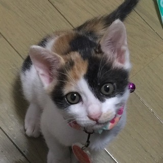2ヶ月くらいの三毛猫です