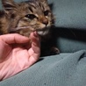 人馴れ抜群！野良のこねこ サムネイル6