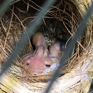 シルバー文鳥と白文鳥の雛