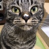 わんこのケーキが凹んでるぞ！犯人は誰だ？！