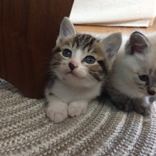 アメショ系子猫⑤