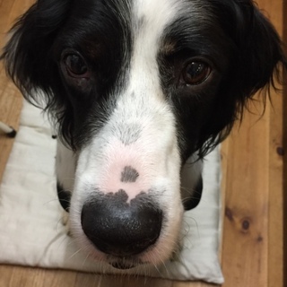 センターからレスキュー！甘えん坊のジジです！