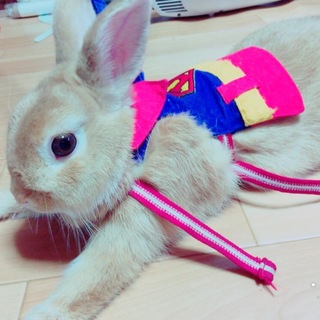 ネザーランドドワーフ