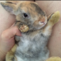 うさぎちゃん