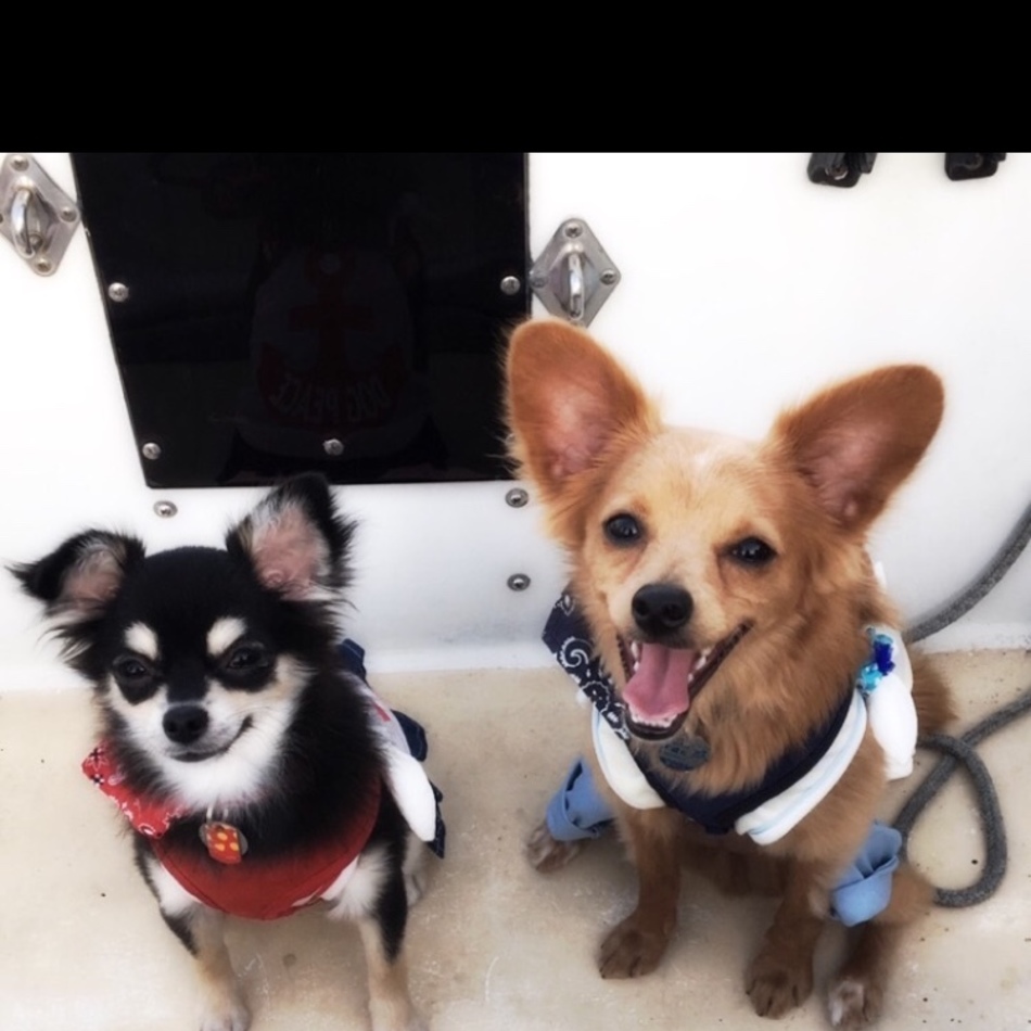 あずきのカバー写真