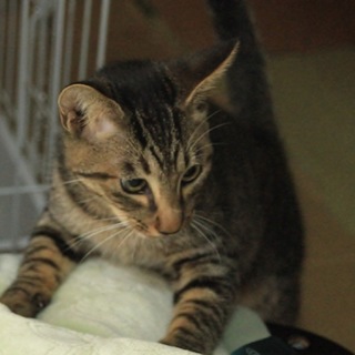 小中学生いるお宅向け元気な甘えん坊フーガ君推定半年