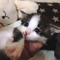 元気一杯！ハチワレ子猫ちゃん♪