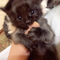 元気一杯！黒猫の子猫ちゃん♪