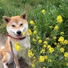 あんず3403さん