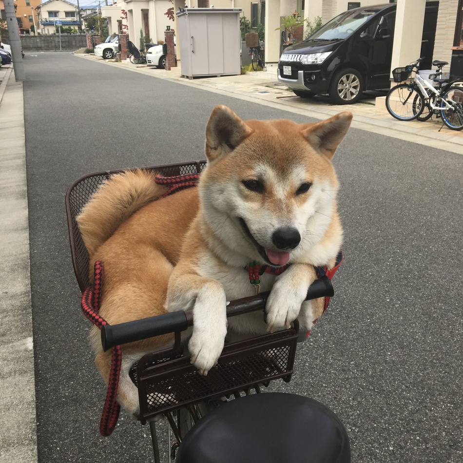 あんずのカバー写真