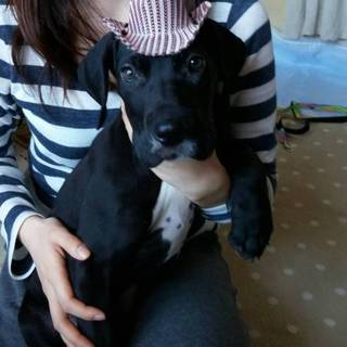 急募グレートデーン