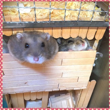 喧嘩してると思うと、一緒に寝てます(笑)