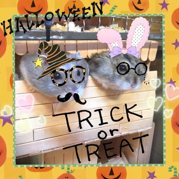 ハロウィンヽ(* ´▽｀)人(´▽｀* )ノ･
