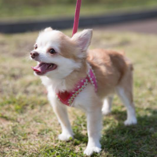 ありがとうございました