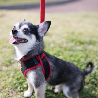 ありがとうございました