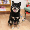 【募集一時停止】 かなり人懐っこい黒柴バルくんです サムネイル2