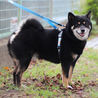 【募集一時停止】 かなり人懐っこい黒柴バルくんです サムネイル3