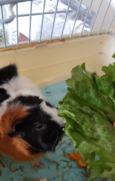 【里親様が決まりました】モルモットの里親募集 サムネイル2