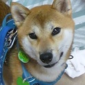 若くてとってもハンサムな柴犬君(外飼い不可）