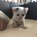 4匹の子猫里親募集中2